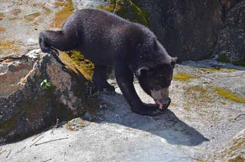 malaysian sun bear-AsiaPhotoStock