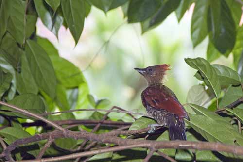 male banded woodpecker-AsiaPhotoStock