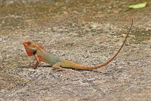 male changeable-AsiaPhotoStock