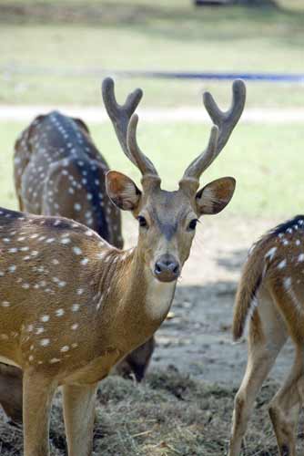 male deer antlers-AsiaPhotoStock