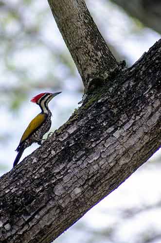 male flameback-AsiaPhotoStock