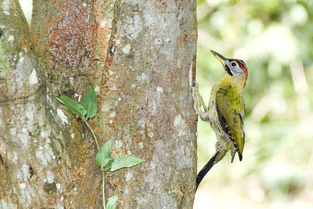laced woodpecker-AsiaPhotoStock