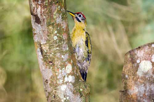 laced woodpecker on tree-AsiaPhotoStock