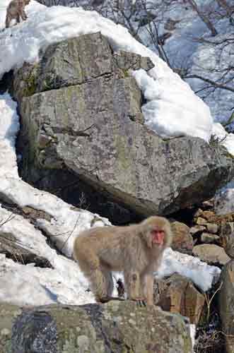 male monkey-AsiaPhotoStock