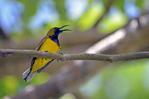 male olive backed-AsiaPhotoStock