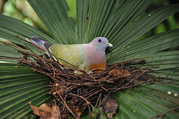 male pink necked pigeon-AsiaPhotoStock