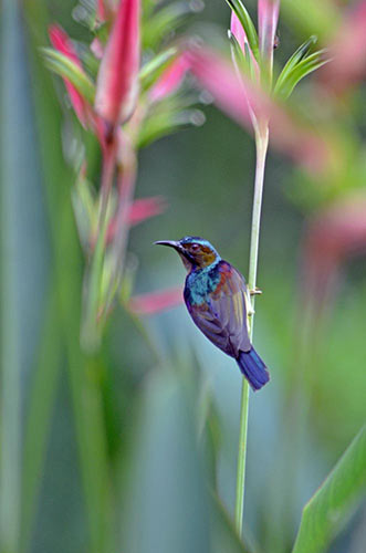 male plain throated-AsiaPhotoStock