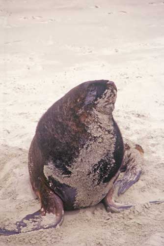 male sea lion-AsiaPhotoStock