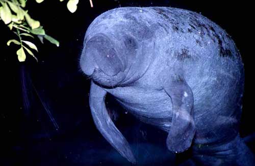 manatee-AsiaPhotoStock