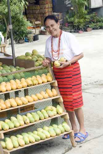 mangoes banaue-AsiaPhotoStock