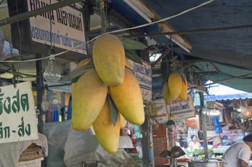 large mangoes-AsiaPhotoStock