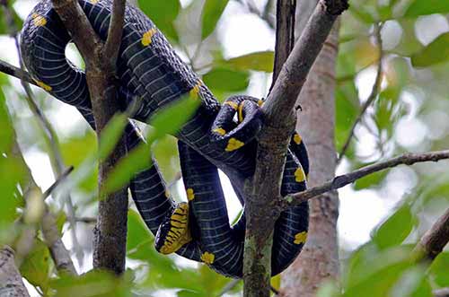 mangrove snake-AsiaPhotoStock