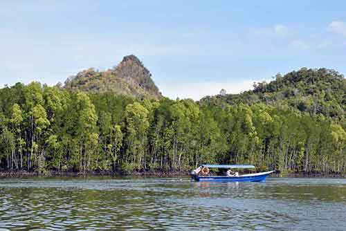 mangrove tour langkawi-AsiaPhotoStock
