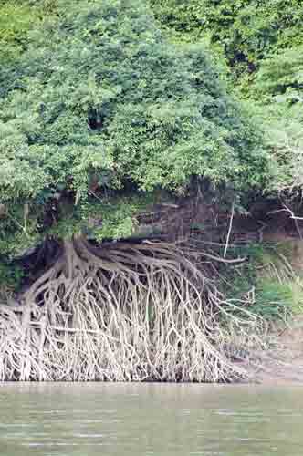 mangrove roots-AsiaPhotoStock