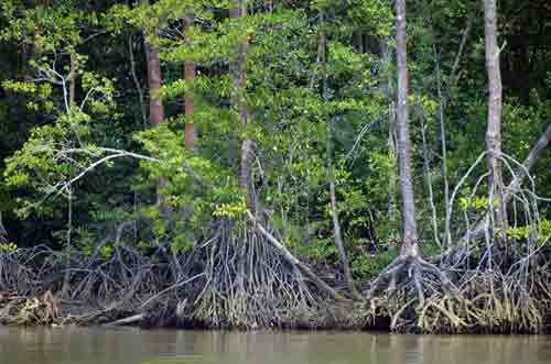 mangrove kuantan-AsiaPhotoStock