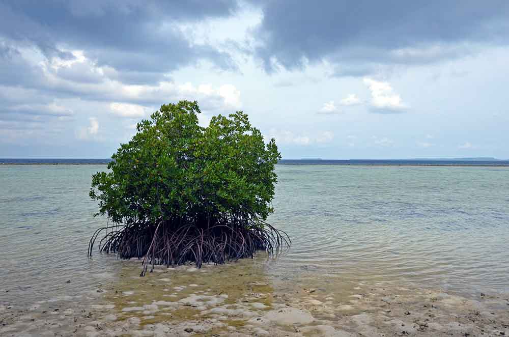 mangrove cluster-AsiaPhotoStock
