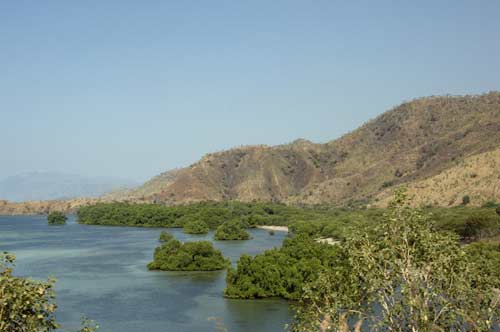 mangrove trees-AsiaPhotoStock