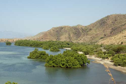 mangroves-AsiaPhotoStock