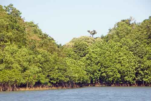 mangrove trees-AsiaPhotoStock