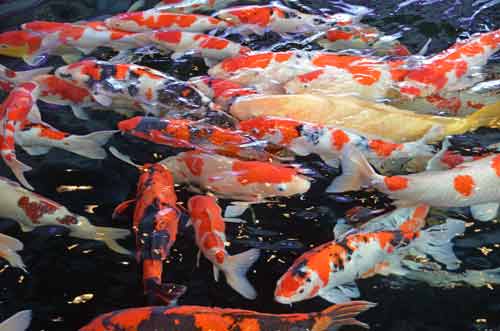 many koi-AsiaPhotoStock