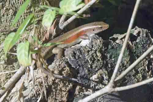 many lined sun skink-AsiaPhotoStock