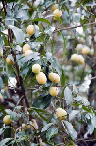 maprang tree-AsiaPhotoStock