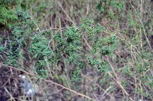 marijuana-AsiaPhotoStock