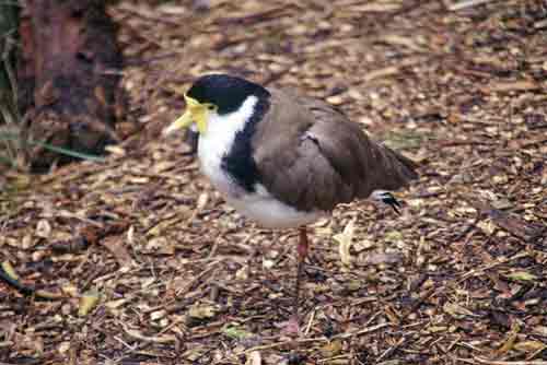 masked lapwing-AsiaPhotoStock