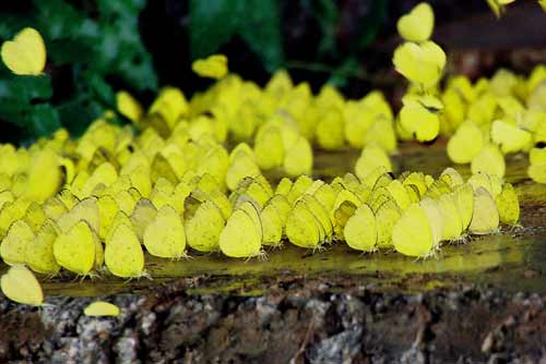 mass breeding butterflies-AsiaPhotoStock