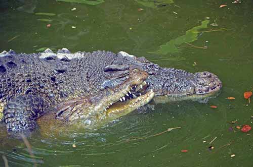 mating crocs-AsiaPhotoStock