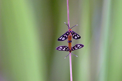 mating day moth-AsiaPhotoStock