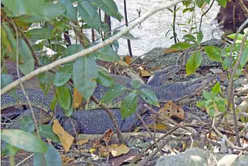 mating monitors-AsiaPhotoStock