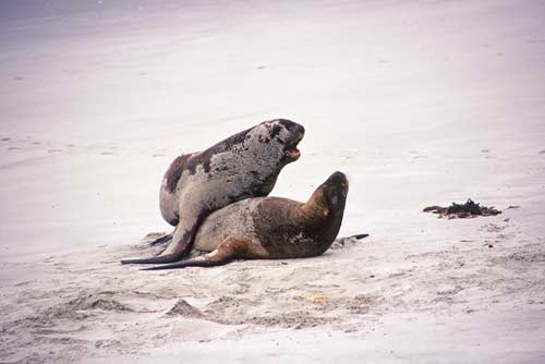 hookers sea lions nz-AsiaPhotoStock
