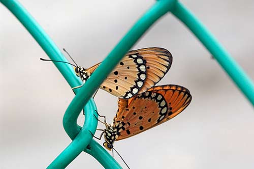 mating tawny coster-AsiaPhotoStock