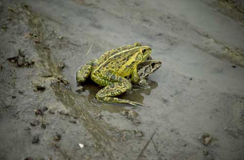 mating tiger frogs-AsiaPhotoStock