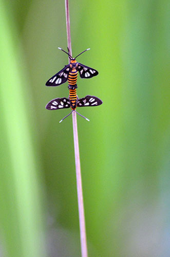 mating tiger moth-AsiaPhotoStock