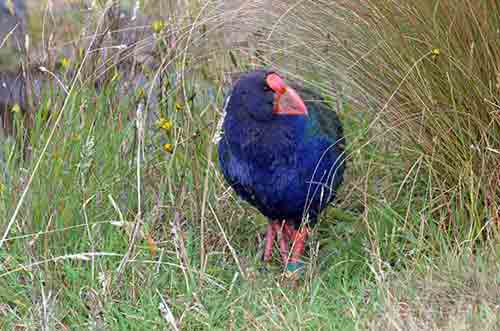 mature takahe-AsiaPhotoStock