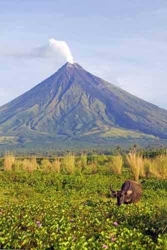 carabao at mt mayon-AsiaPhotoStock