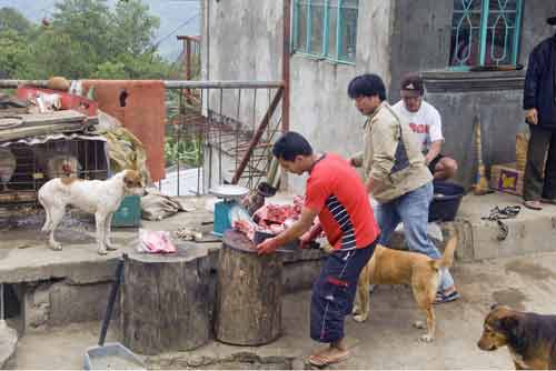 dogs visit butcher-AsiaPhotoStock