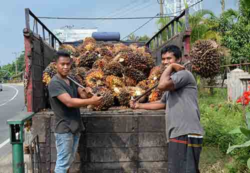 medan palm-AsiaPhotoStock