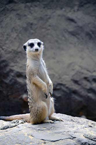 meercat-AsiaPhotoStock