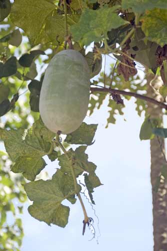 melon java-AsiaPhotoStock