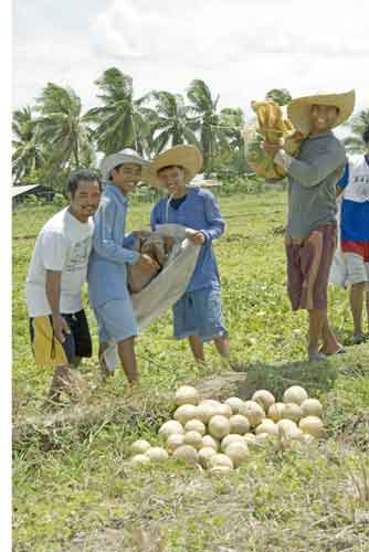 melon farming-AsiaPhotoStock