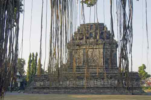 mendut temple tree-AsiaPhotoStock