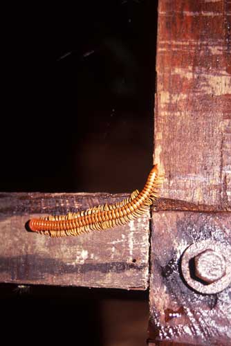 millipede-AsiaPhotoStock