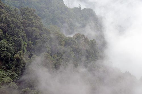 misty forest-AsiaPhotoStock