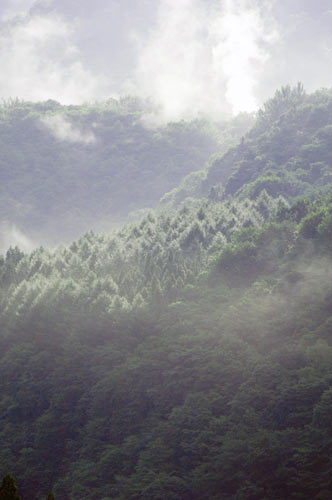 misty hodakaso-AsiaPhotoStock