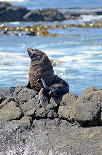 moeraki fur seal-AsiaPhotoStock