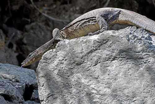 monitor on rock-AsiaPhotoStock