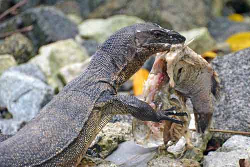 monitor and rotten fish-AsiaPhotoStock